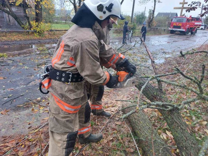 На Волині дерево впало на дорогу та перегородило рух транспорту