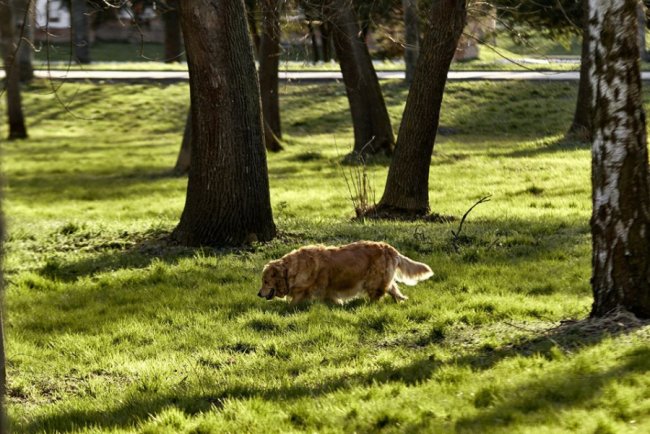 Коронорепортаж: фотограф показав луцький парк під час карантину