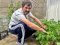 Досвід овочівництва — майже 30 років: лучанин займається вирощуванням томатів 