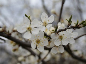 Погода у Луцьку та Волинській області на завтра, 27 квітня