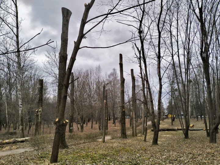 У Луцьку через паразитів зрізають дерева у одному зі скверів. ВІДЕО