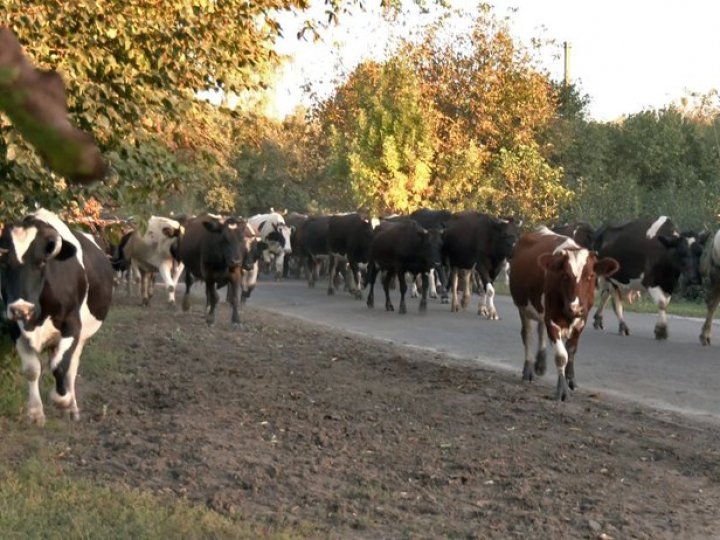 На Волині зменшилося поголів'я корів: як доглядають худобу і за скільки здають молоко селяни. ВІДЕО