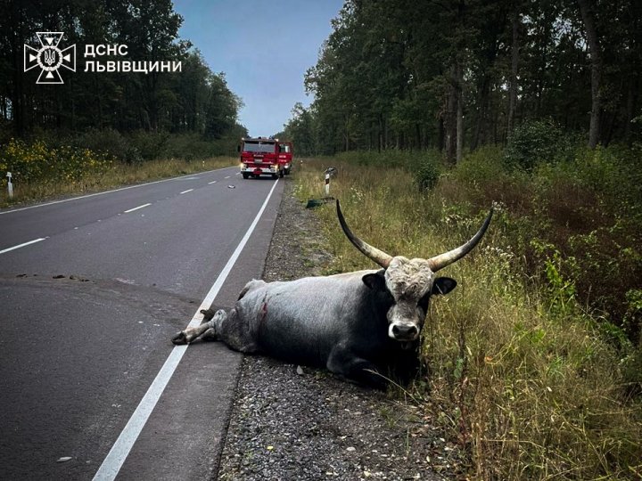 На Львівщині буйвіл спричинив смертельну ДТП: медики врятували одного з постраждалих