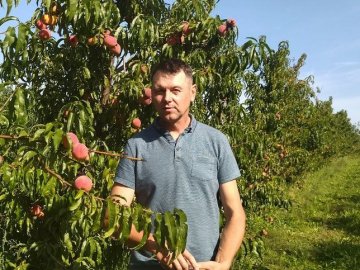 Волинянин продає персики з власної плантації, а гроші передасть для ЗСУ. ВІДЕО