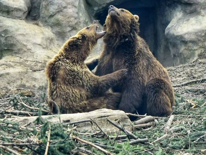 Троє ведмедів з Луцького зоопарку переїхали за кордон