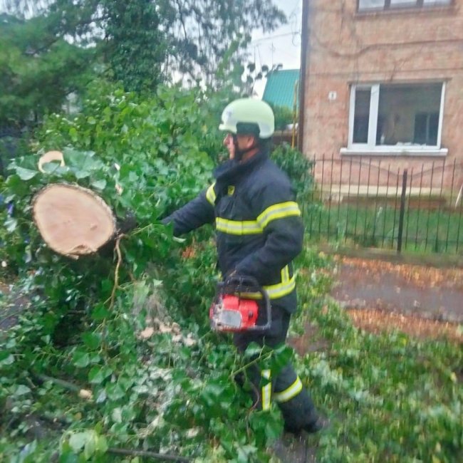 У Луцьку вітер повалив дерево просто на авто