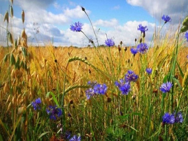 Погода в Луцьку та Волинській області на завтра, 16 липня