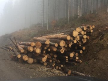 Повільна болюча смерть: показали масштаби вирубки лісу в Карпатах