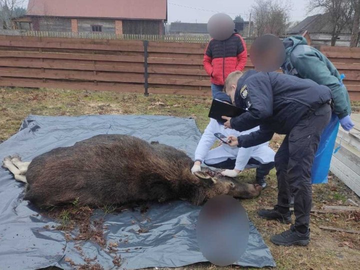 На Волині браконьєр вбив вагітну самку лося, зловмисника знайшли. ФОТО