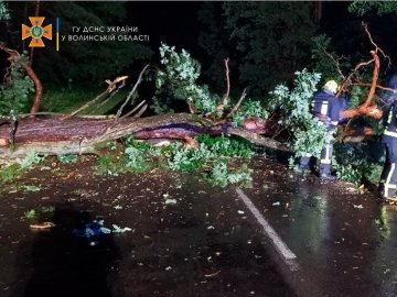 На Волині вночі негода повалила дерева на автівки та будинки. ФОТО