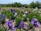 Лучанка вирощує понад 400 сортів ірисів