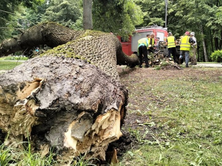 Негода повалила дерево у центральному парку Луцька