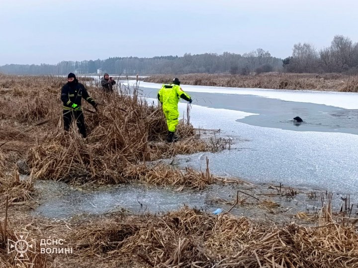 На Волині рятувальники допомогли собаці, який опинився  у крижаній водоймі