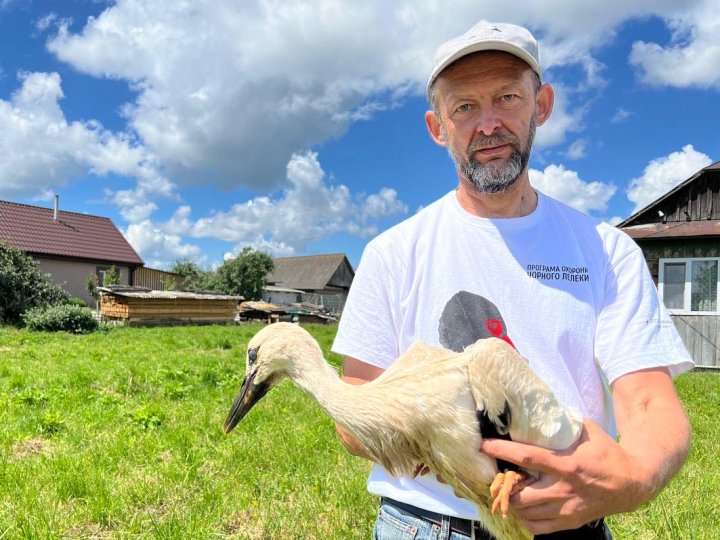 Спостерігатимуть через супутник: на Волині вперше кільцювали лелечат. ФОТО