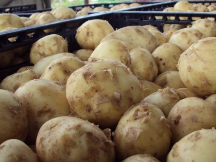 Скільки на луцькому ринку коштує молода картопля та інші овочі. ВІДЕО