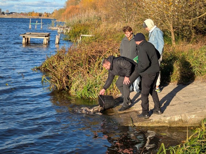 У Ковельське водосховище випустили близько пів тонни коропа та білого амура