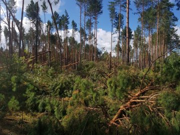 У лісництві на Волині буревій повалив дерева більш як на 30 гектарах