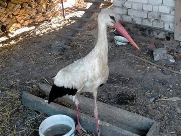 На Волині заради порятунку лелеки знеструмили високовольтну лінію